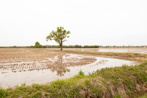Isabella Sassi Farìas
