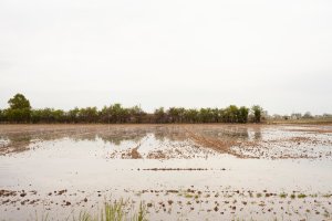 Isabella Sassi Farìas